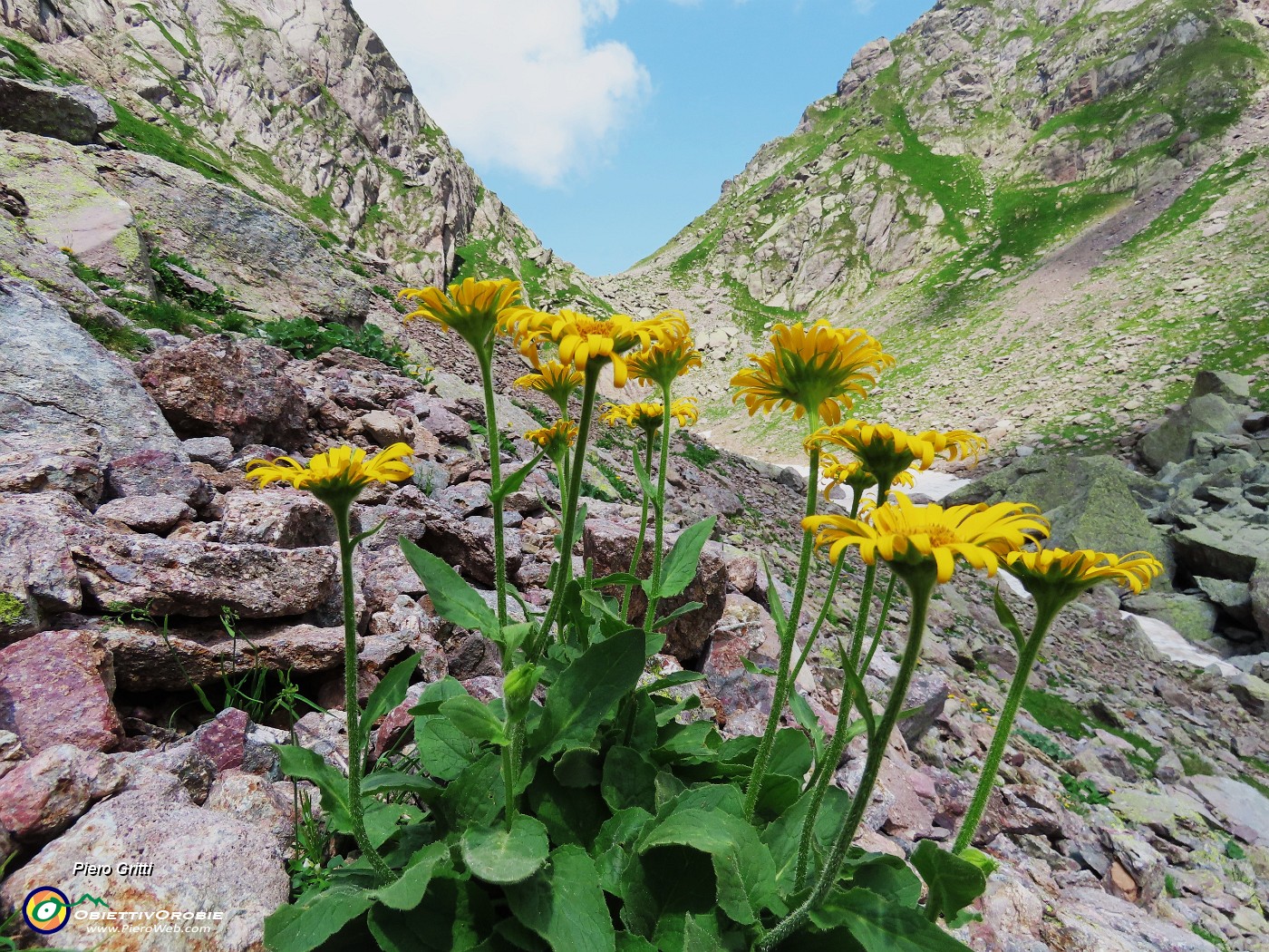 37 Doronicum grandiflorum (Doronico dei macereti) con vista sulla Bocchetta d'Inferno.JPG